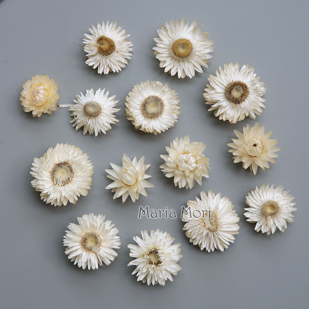 Natural Dried Colorful Chrysan - Candle Making Activity 评论和价格