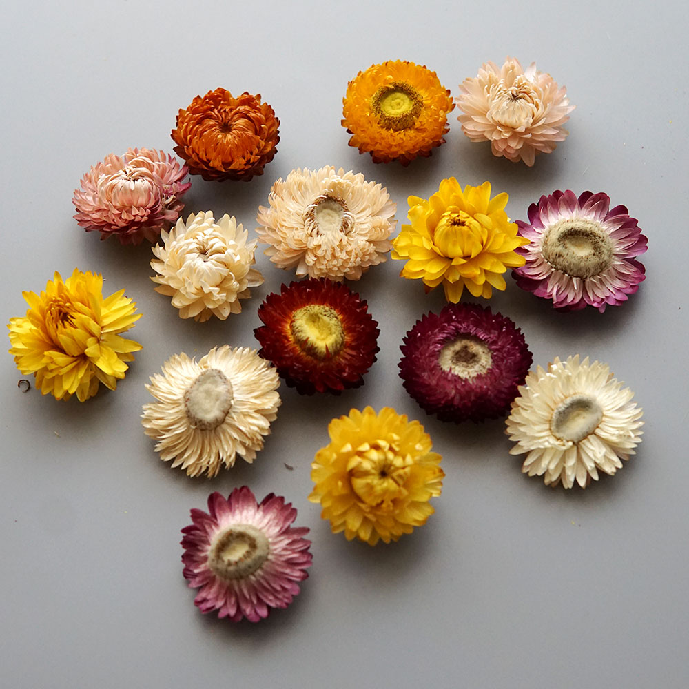 Natural Dried Colorful Chrysan - Candle Making Activity 评论和价格
