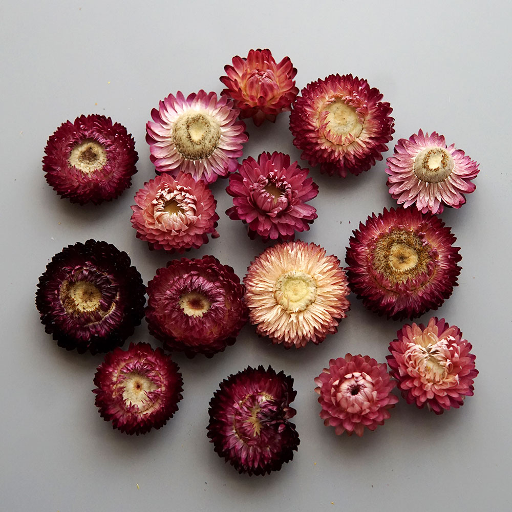 Natural Dried Colorful Chrysan - Candle Making Activity 评论和价格