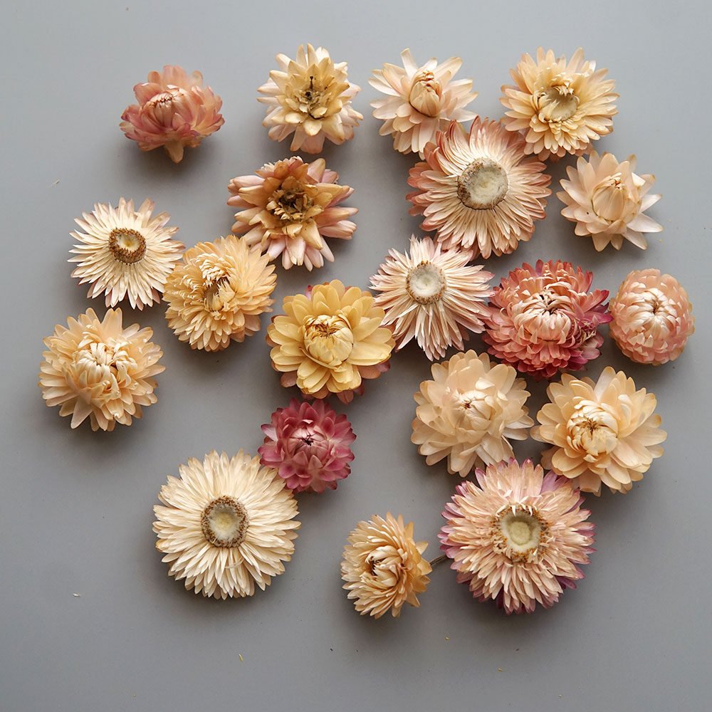 Natural Dried Colorful Chrysan - Candle Making Activity 评论和价格